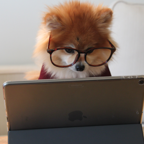 A dog wearing glasses using a tablet